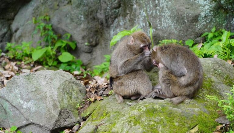 Homosexuality is common in animals So why do scientists rarely talk about it?