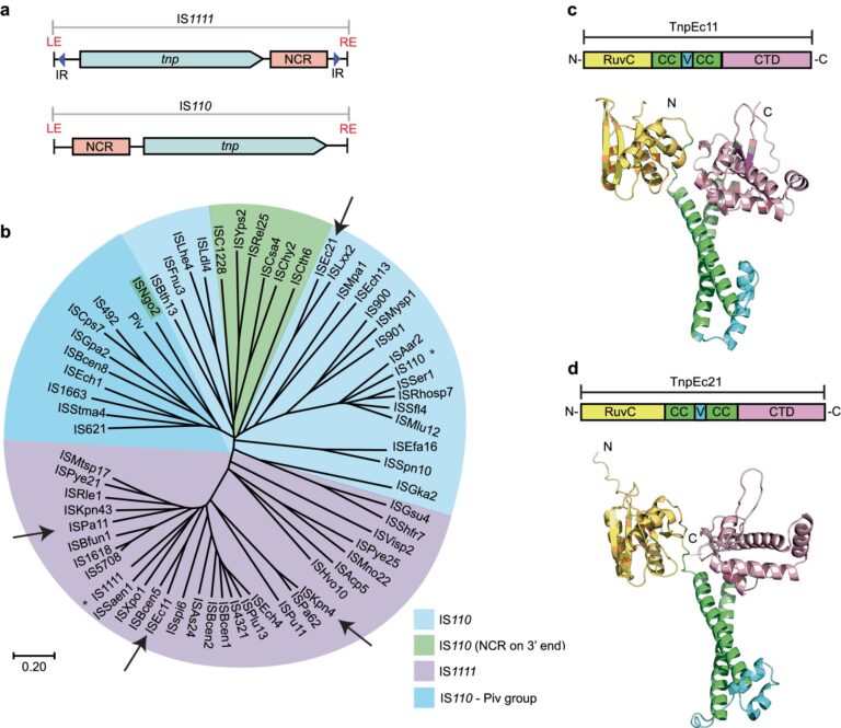 seekRNA provides a new route for precise gene editing